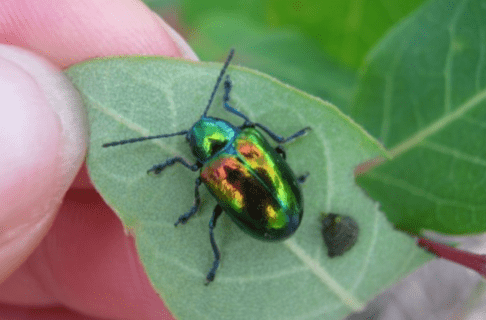 A small, bright beetle in reflective green, orange, and yellow hues on a leaf. A finger and thumb hold the leaf out for the photo.