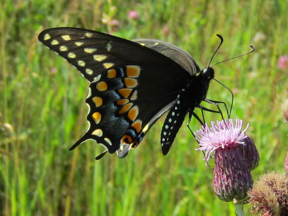 Dark butterfly with yellow, orange, and blue spots on it's wings perching on a small fluffy purple flower.