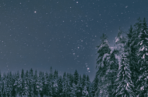 A starry sky over a winter forest scene. The constellation Orion is rising,