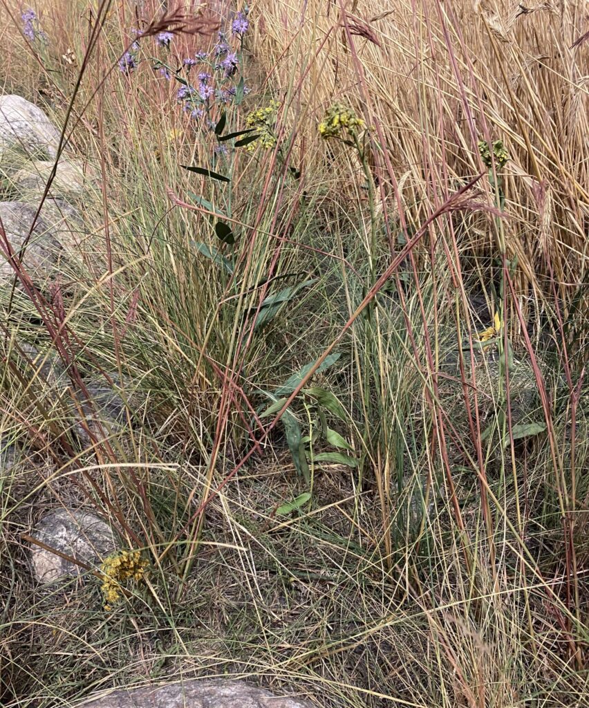 Prairie grasses in a diorama scene. Boulders in the left side flanking the grassland. 