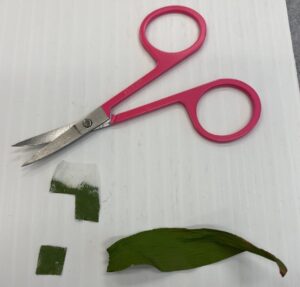 Pair of small pink scissors sitting on a piece of white paper. A green plastic plant leaf is sitting below the scissors, with small pieces of tinted paper to the left.