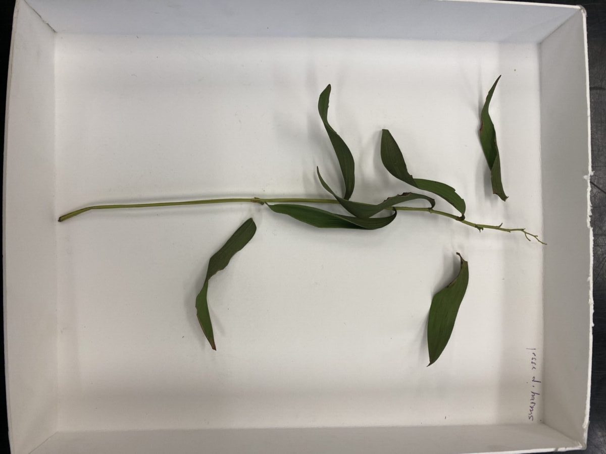 Plant model with green stem and leaves made of plastic sitting in a white tray lined with white foam