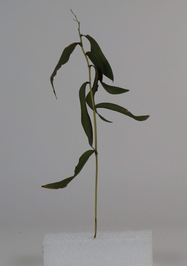 Plant model with green leaves sticking out from either side of a green stem. Plant model is sitting in a piece of white foam to hold upright.