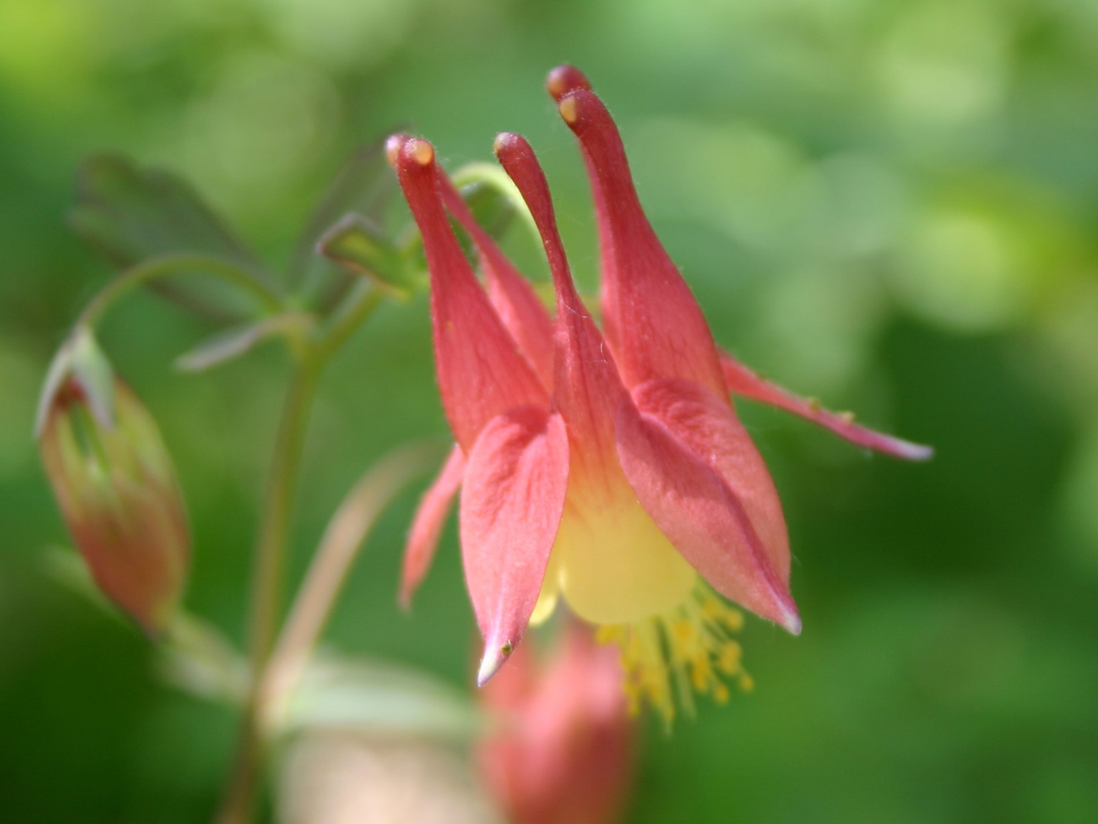 Close-up on a small pink and yellow vaguely bell-shaped flower.