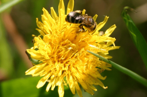 A close-up of a bee on a yellow dandelion head.