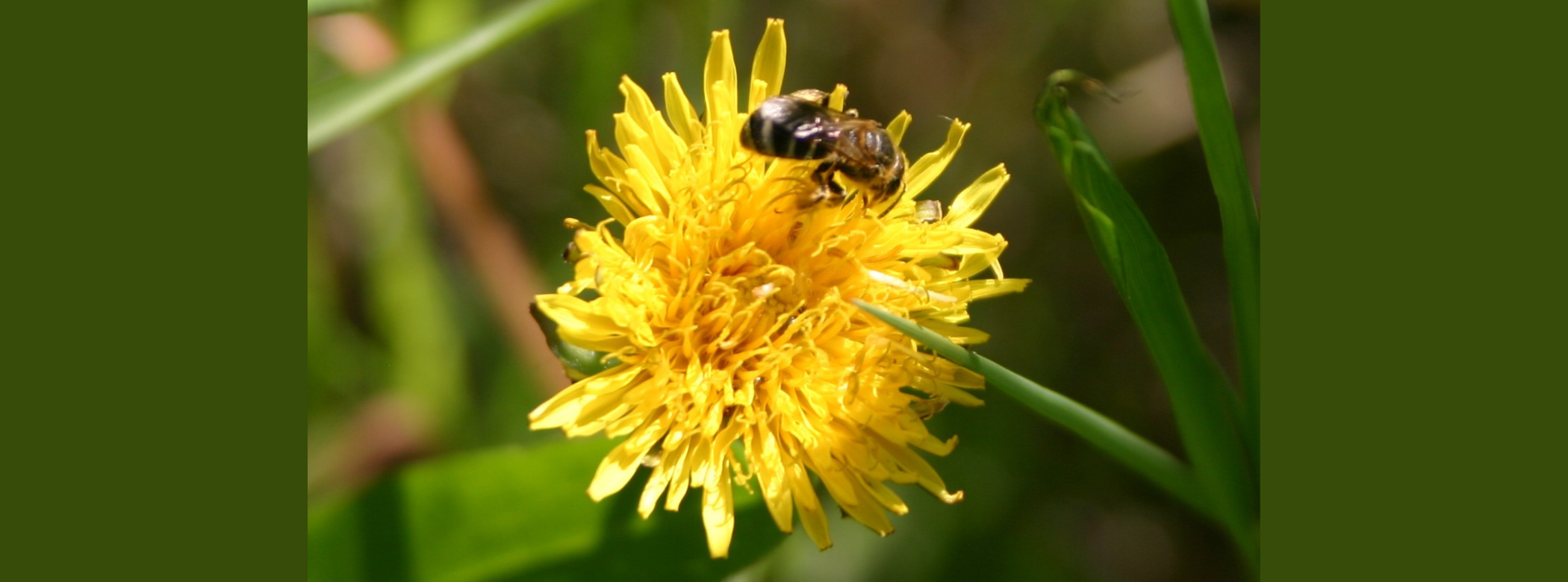 A close-up of a bee on a yellow dandelion head.