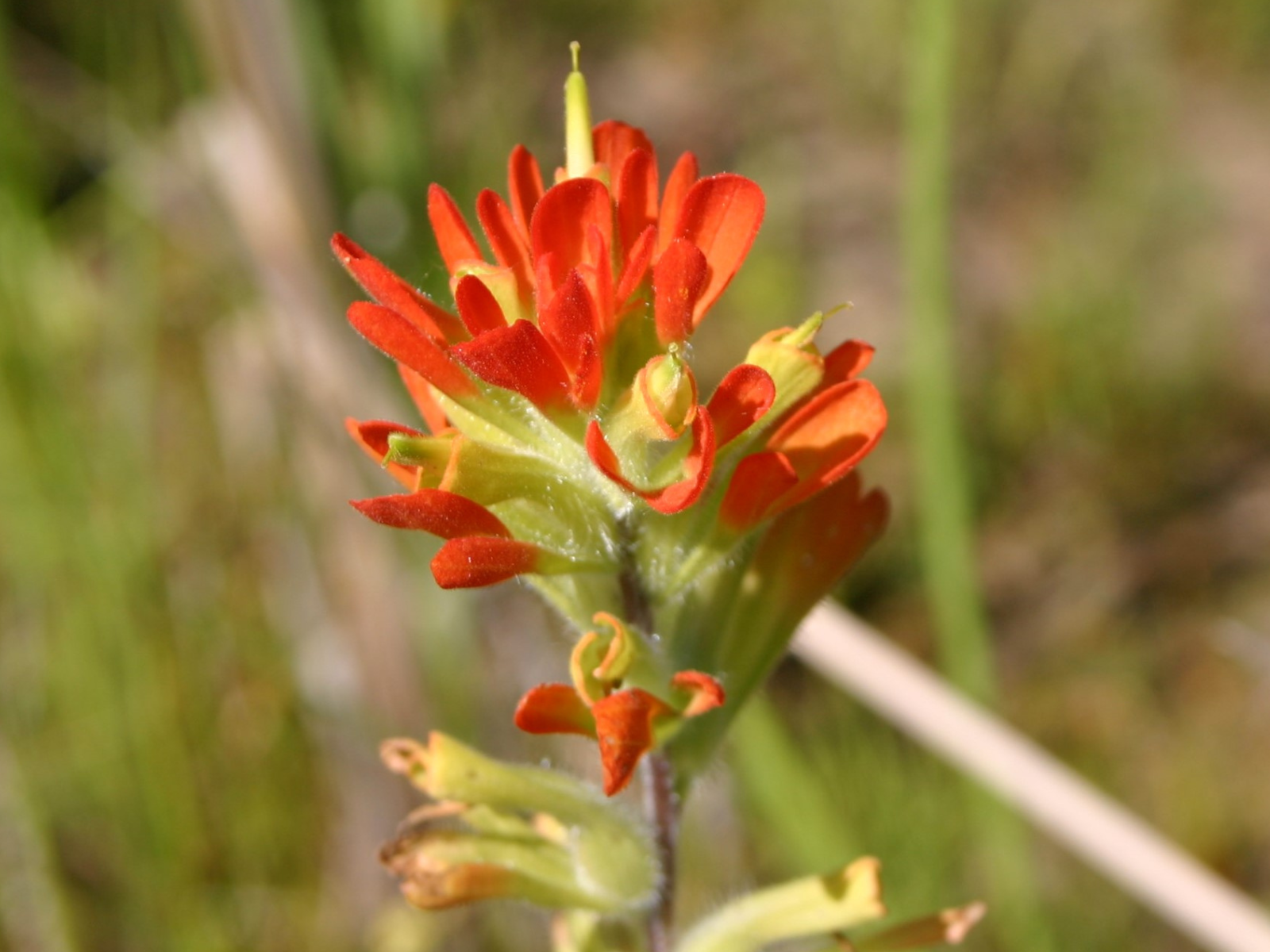Close-up on a plant, showing a cluster of small, orangey-red flowers at the top of the stem.