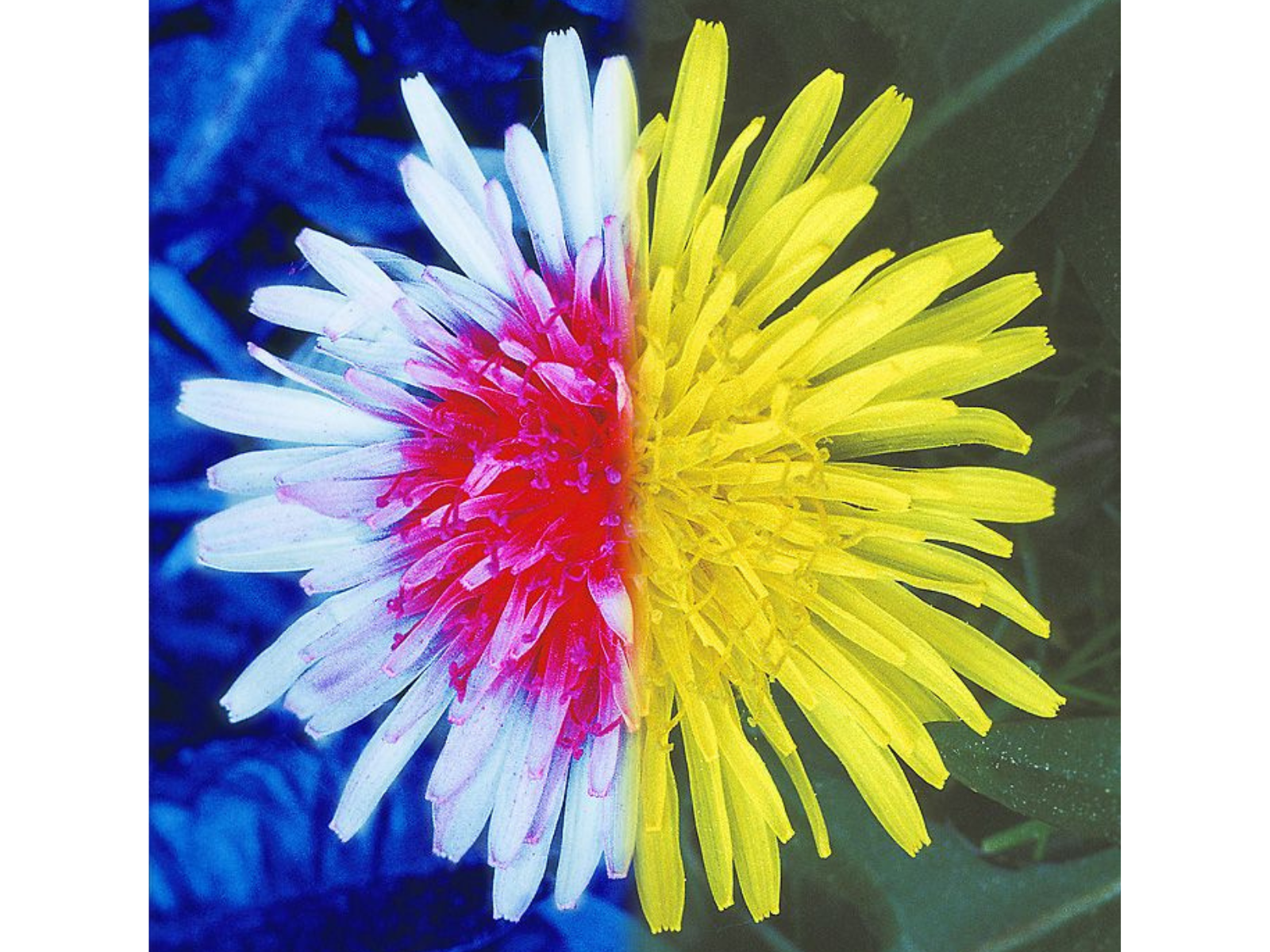 Close-up on a dandelion flower. On the right half of the image the flower is yellow, however on the left side it is shown under blue light, leaving the centre of the flower bright pink and the outer portions of the petals white.