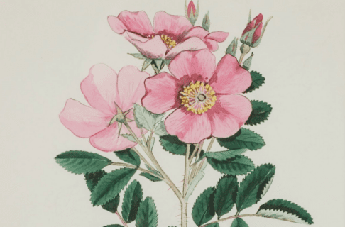 A watercolour painting of a pink Prairie Rose plant with three flowers and two rosebuds.
