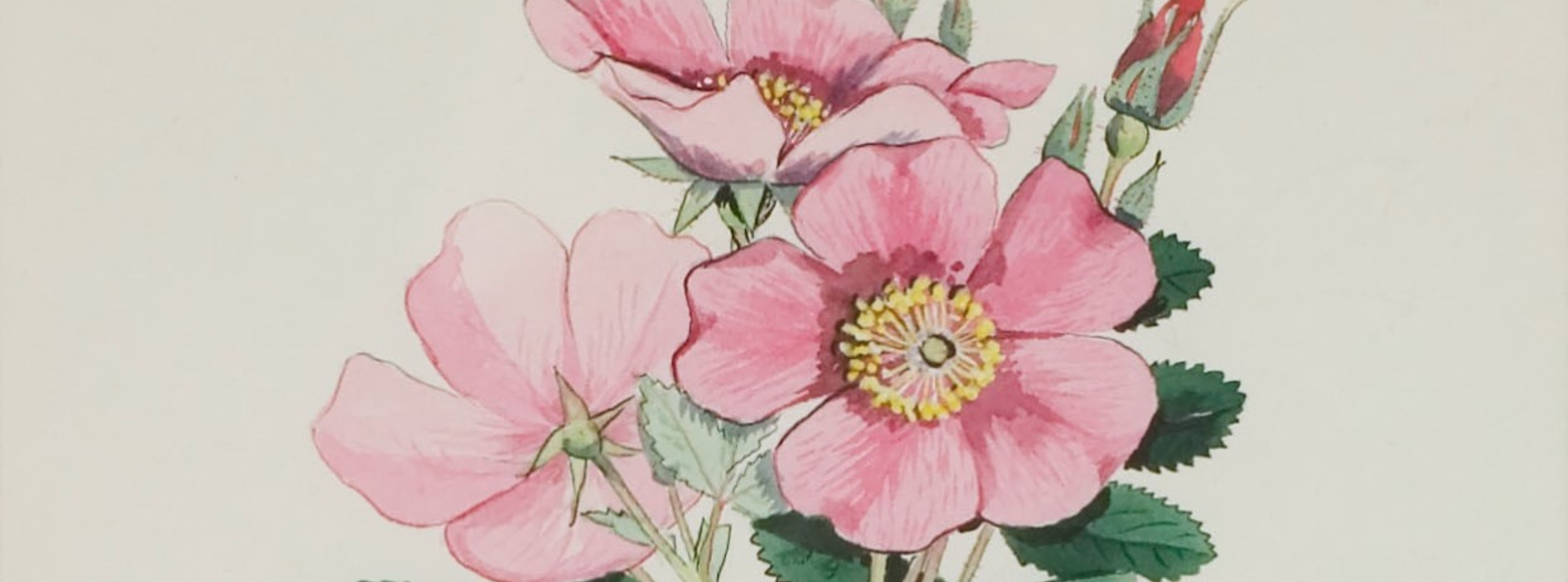 Close-up on the flowers in a watercolour painting of a five-petalled, pink Prairie Rose.