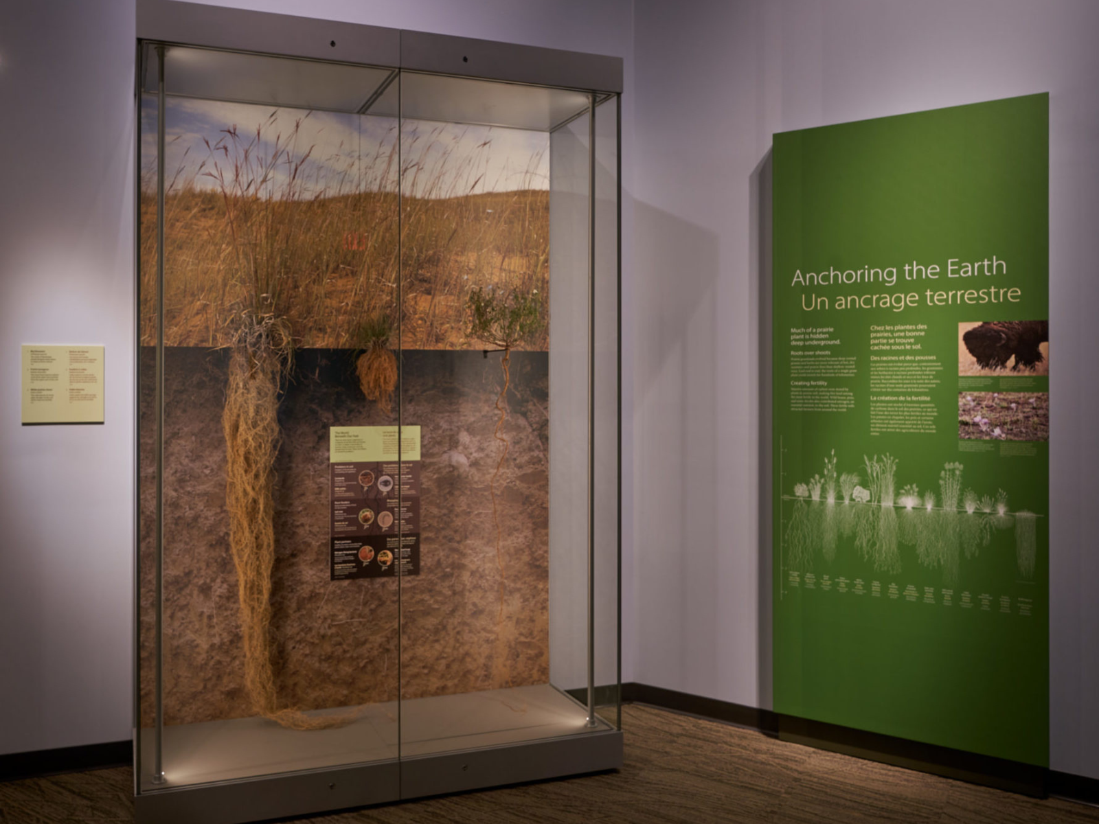 A display case in the Manitoba Museum displaying large root systems of three different grasses.