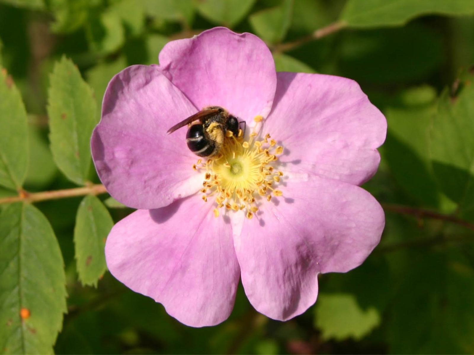 Close-up on a pink Prairie rose flower. A bee sits on the yellow centre.