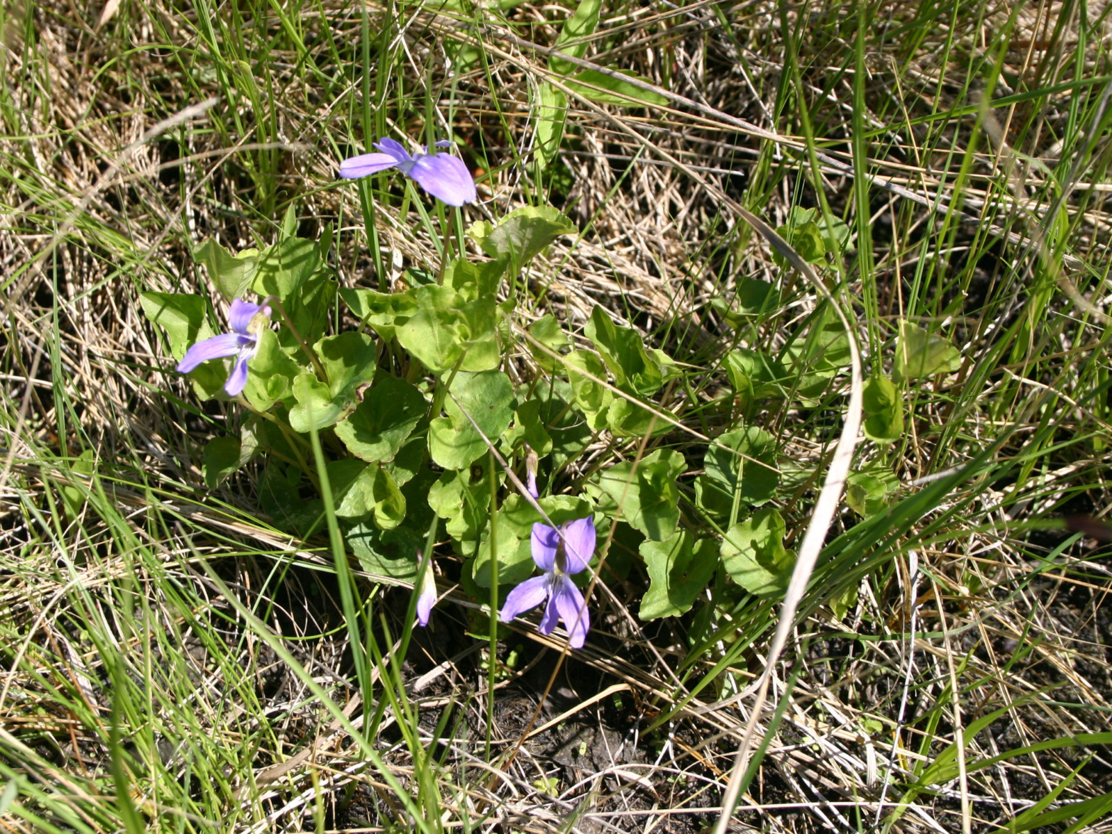 A small plant growing low to the ground with purple-blue flowers.