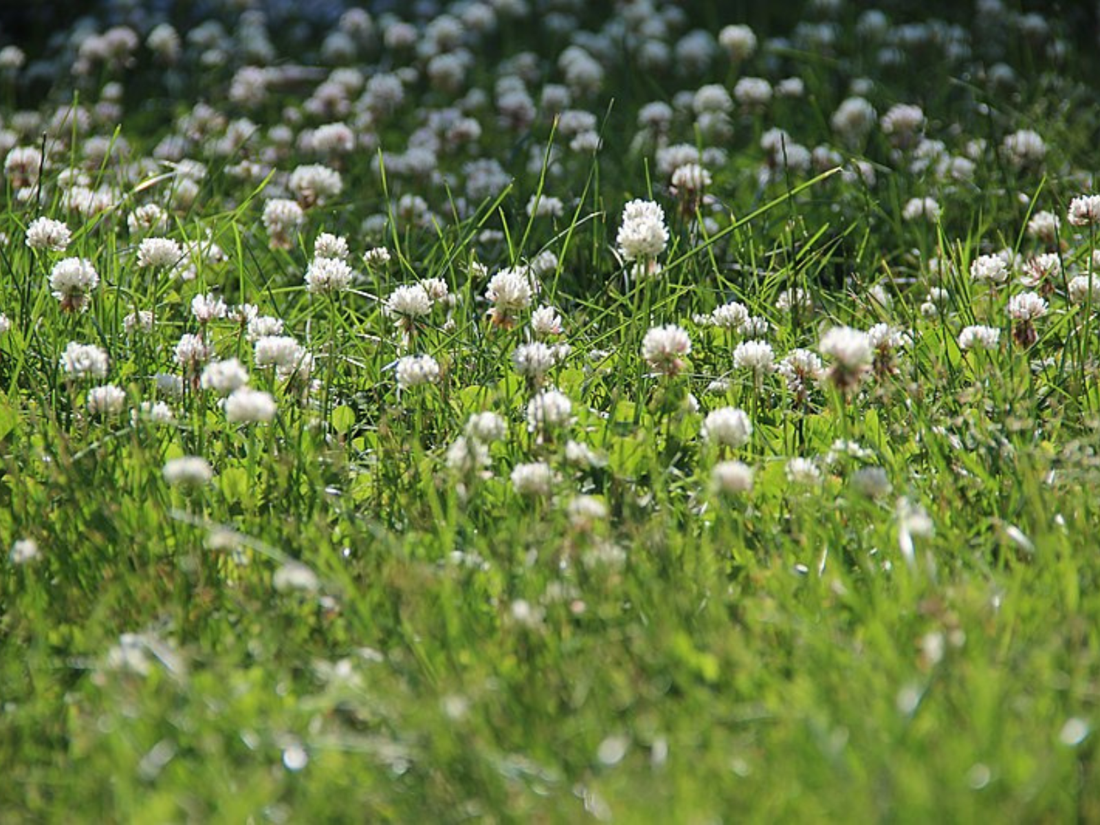 A field with white clover heads popping up from among the vegetation.