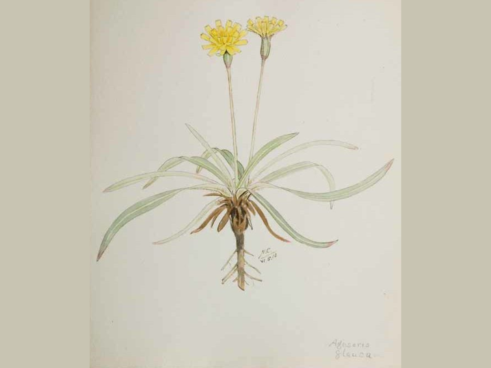 Hand-drawn illustration of a False dandelion, a plant with long green leaves, and fluffy yellow flower heads.