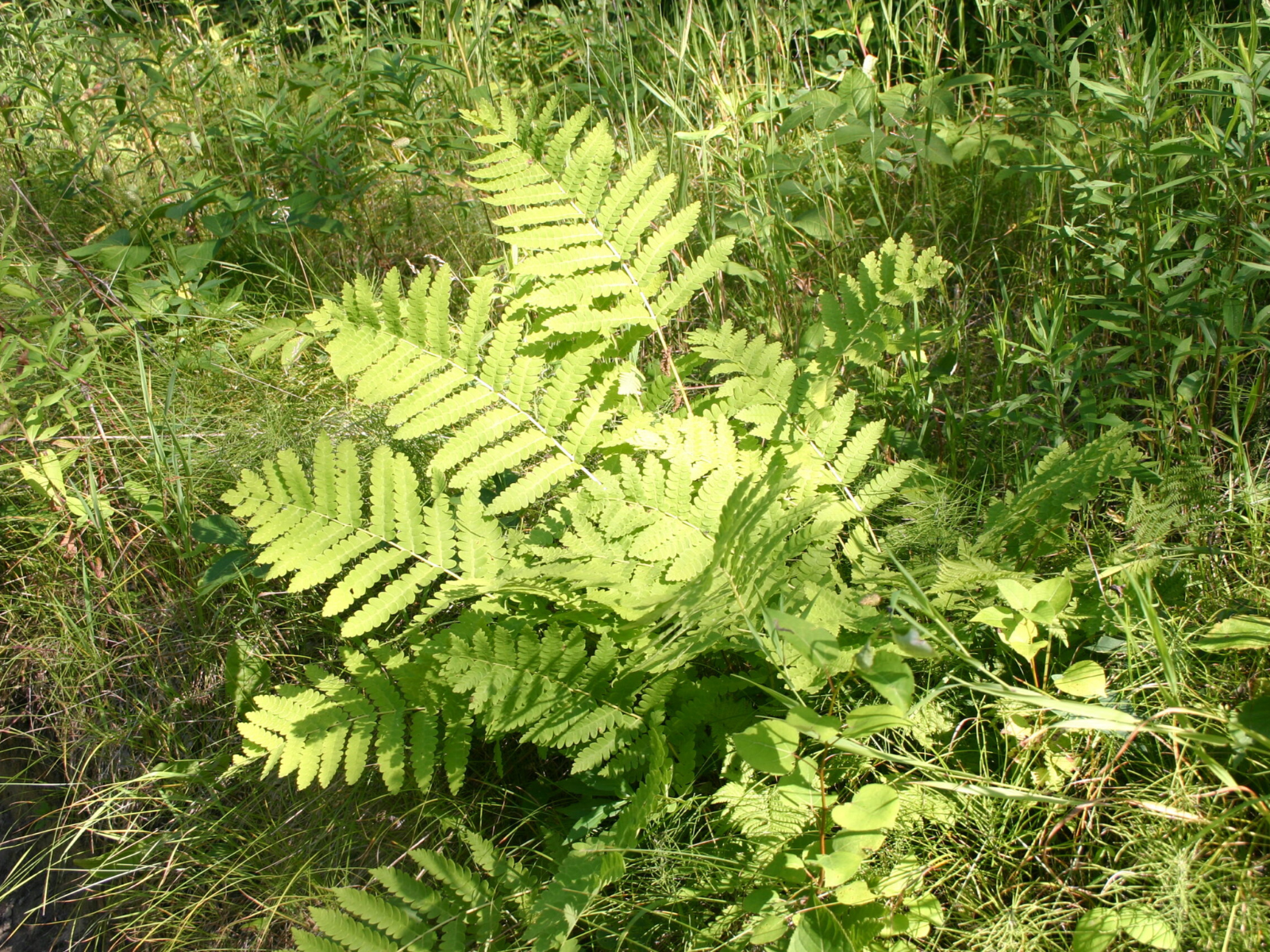 A light-green fern growing in the grass.