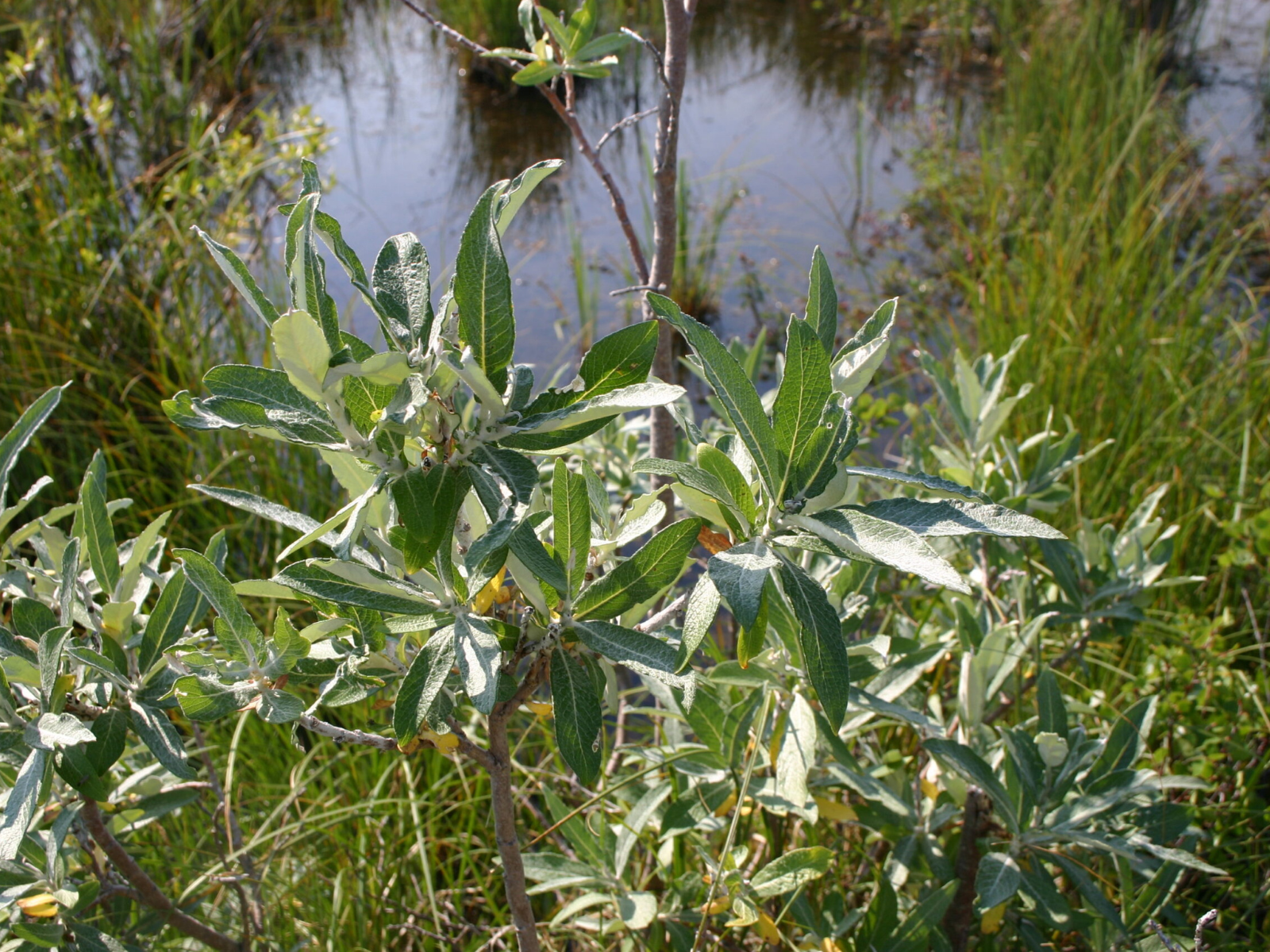 Close-up looking down at a shrub on a riverbank with long, thin silver-green leaves.