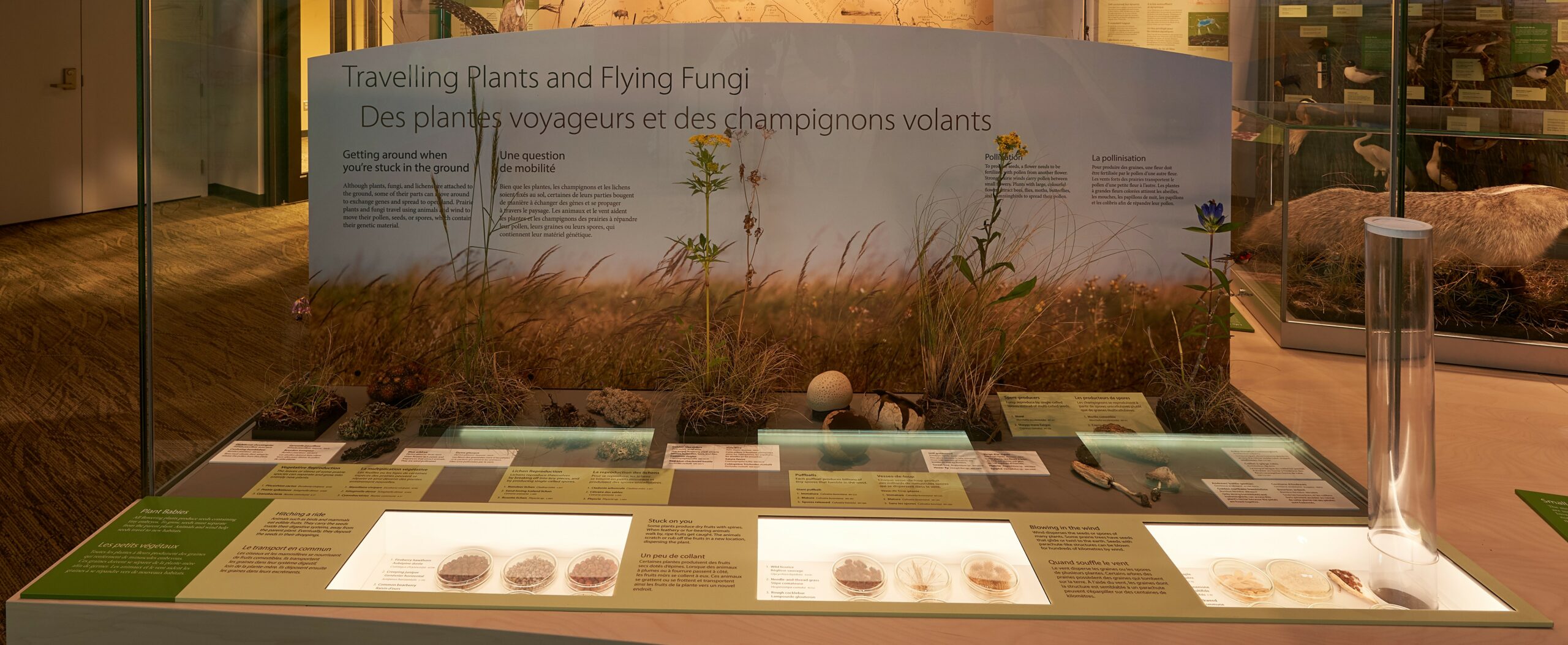 A museum display case titled 