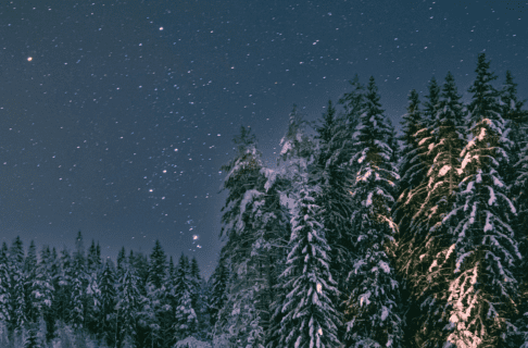 A starry sky over a winter forest scene. The constellation Orion is rising,