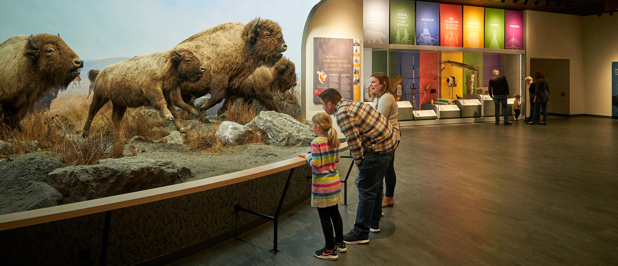 A family, two adults and a child, stand at the railing of a diorama of four stampeding bison and, in the background, three adults and a small child looking at a series of colourful banners and cases full of artifacts and specimens introducing the main galleries.