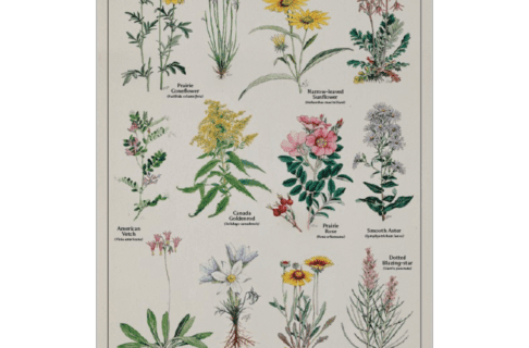 A postcard featuring three rows of four wildflower watercolour illustrations accompanied by the common and scientific name of each. A title at the top reads, "Manitoba Wildflowers". At the bottom, a line reads, "From the Criddle Collection".
