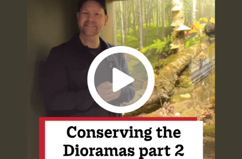 A screenshot of a video, an individual standing in front of a Museum diorama featuring a scene on a forest floor. There's a play button over the screenshot and overlaid text reads, "Conserving the Dioramas part 2".