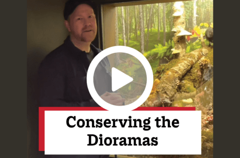 A screenshot of a video, an individual standing in front of a Museum diorama featuring a scene on a forest floor. There's a play button over the screenshot and overlaid text reads, "Conserving the Dioramas".