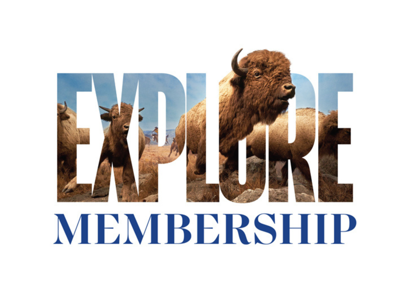 The word “EXPLORE” in large letters, with the Manitoba Museum bison diorama bursting though from behind the letters. Below it text reads, “Membership”.