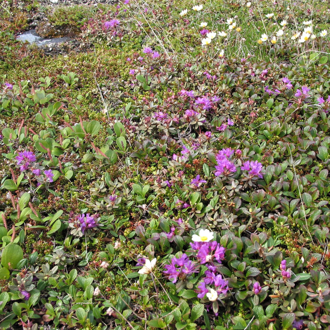 A patch of low-growing purple flowers with occasional white flowers interspersed among them.