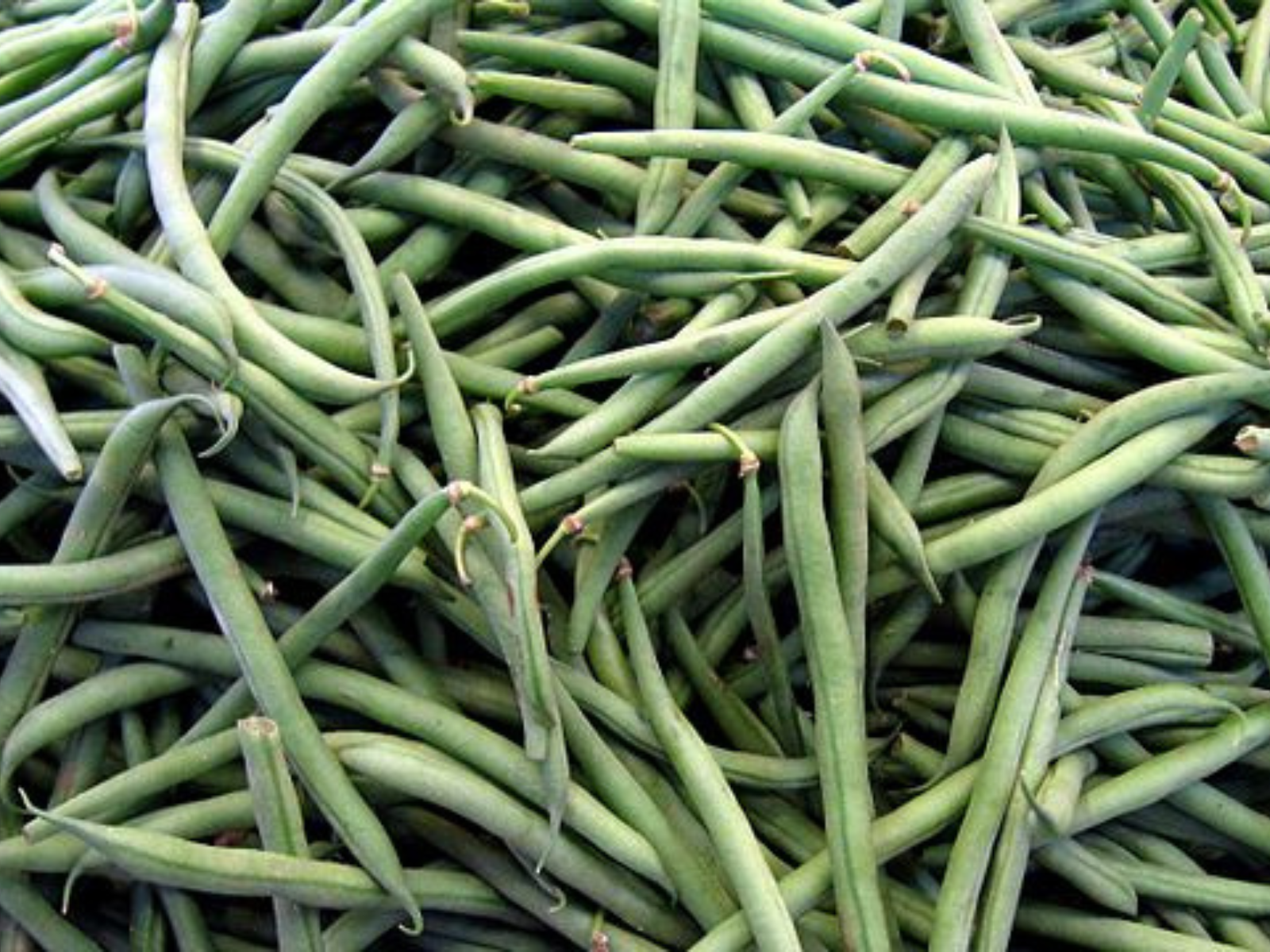 A pile of long, thin green beans.