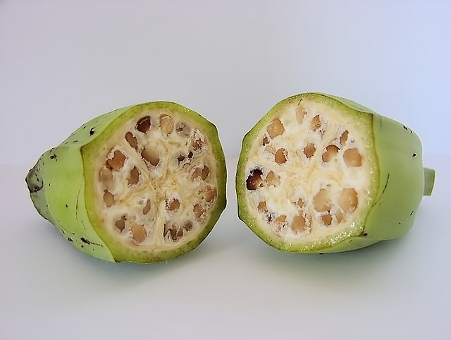 A wild banana cut in half. The oblong fruit has a thick green skin, and on the inside has many brownish seeds in the cream-coloured flesh.