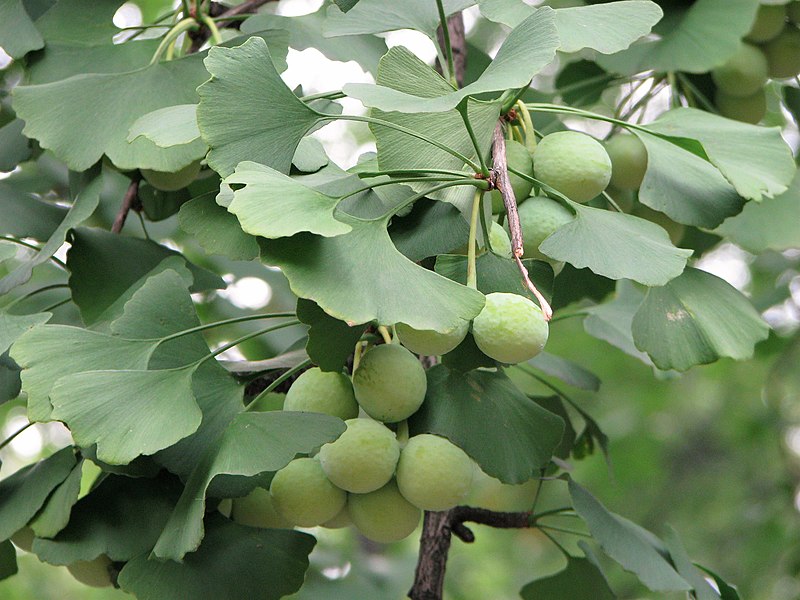 Close up on the branch of a Modern Maidenhair tree with leathery green fan-shaped leaves partially concealing a cluster of round green seeds.