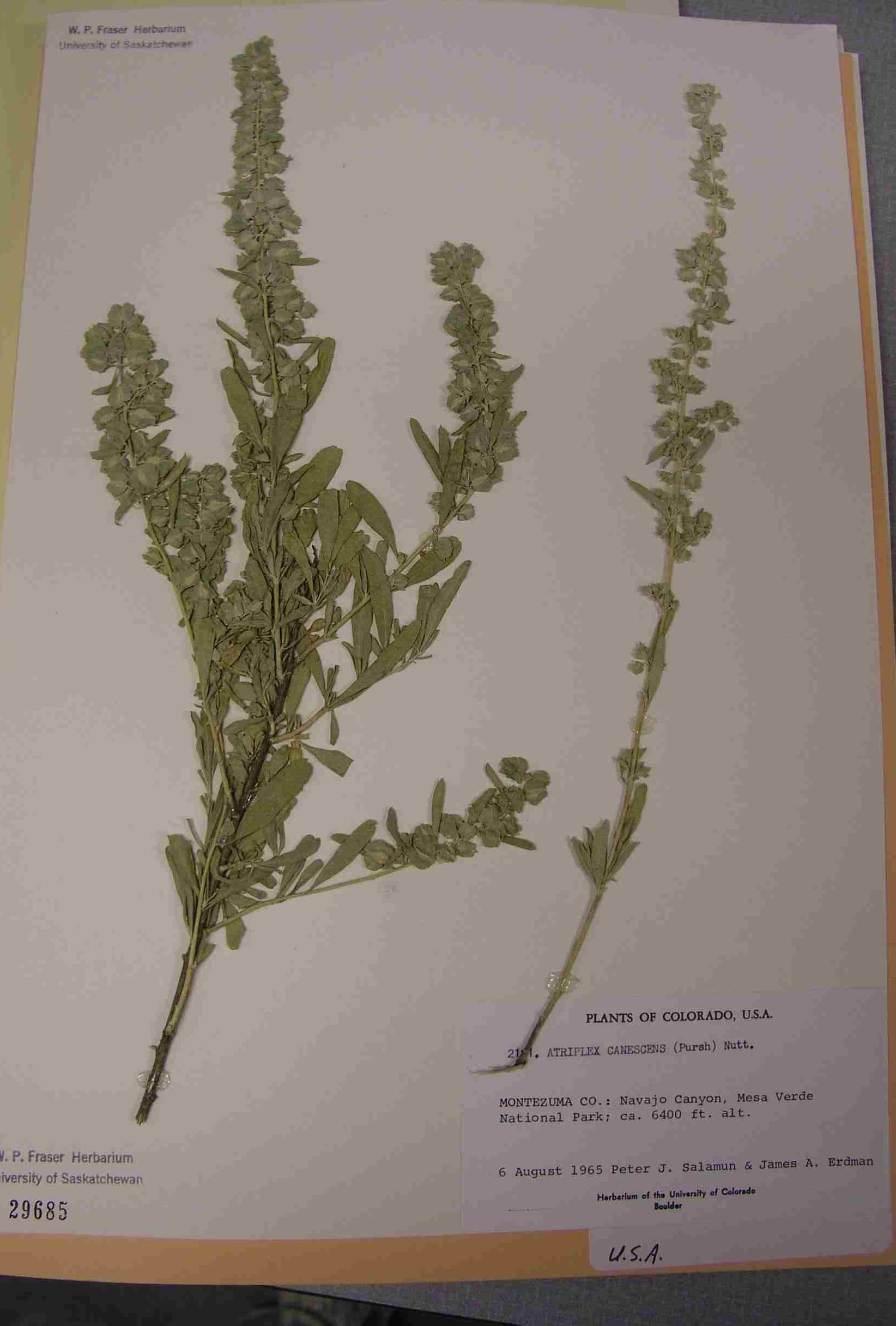 Two pressed and preserved branches of Four-wing Saltbush. The two branches are laid falt on a large sheet of white paper, with specimen details typed at the bottom.