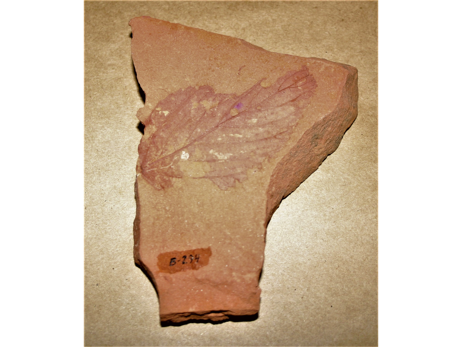 A fossilized leaf in a slab of reddish-orange stone.