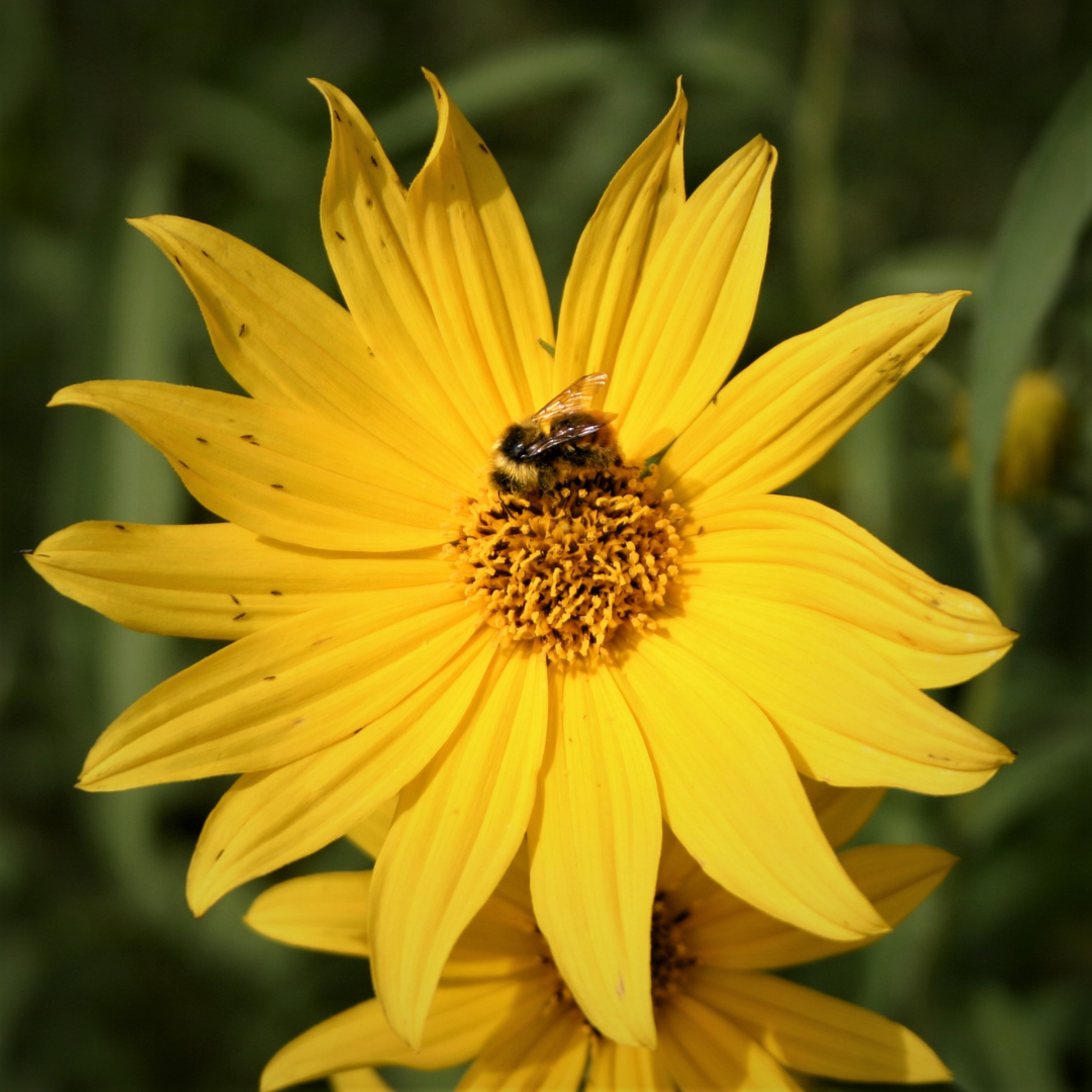 A bumblebee crawling on the centre of a yellow flower.