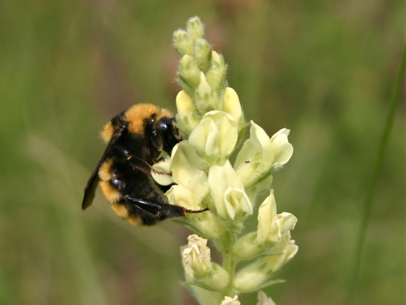 A bumblebee perched on a cluster of white-green tubular-shaped flowers.