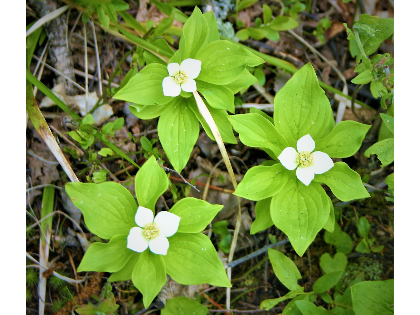 Looking down at three small plants growing from the ground. Each has several green leaves, and a single white four-petaled flower.