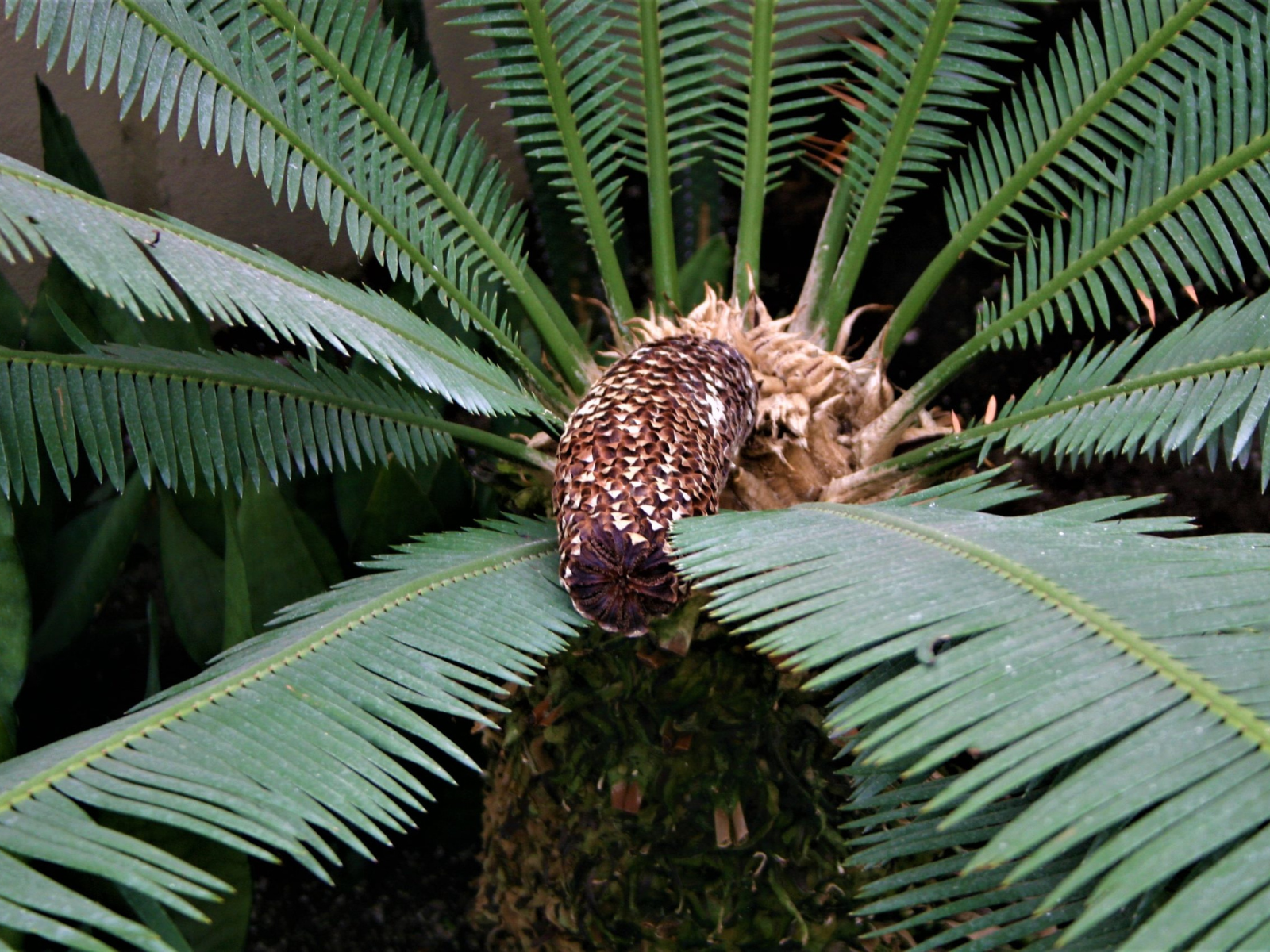 Close-up on the centre of a fern with an oblong-shaped red-brown cone growing out from the centre point.