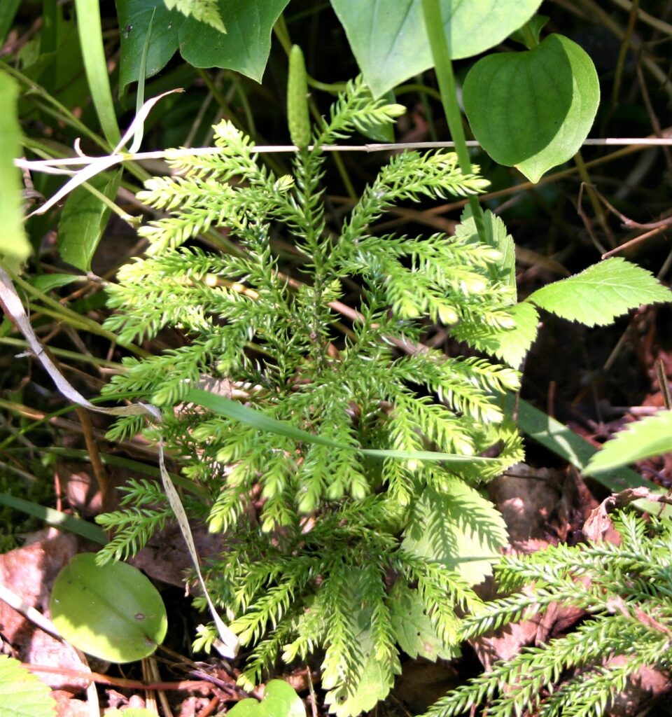 Close up on a short growing Prickly Tree Club-moss on the forest floor.
