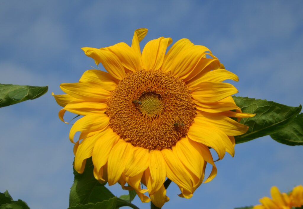 A ywllow sunflower in front of a blue sky with faint whisps of white cloud. Near the centre of the sunflower are two small, black and yellow striped pollinator insects.