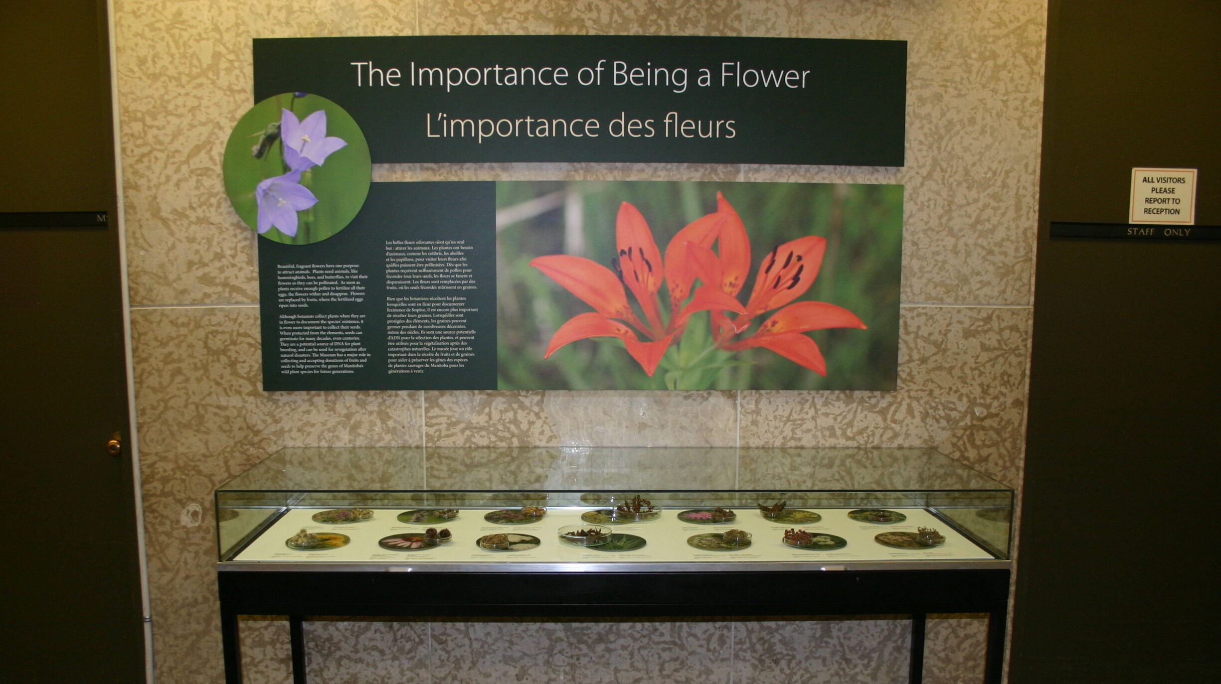 A display case containing a series of fruits and seeds of wildflowers, with a large text panel on the wall behind it.