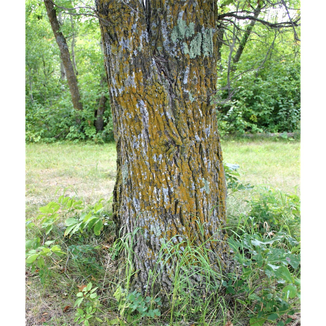An oak tree trunk with bark covered in a yellow-green and white lichen.