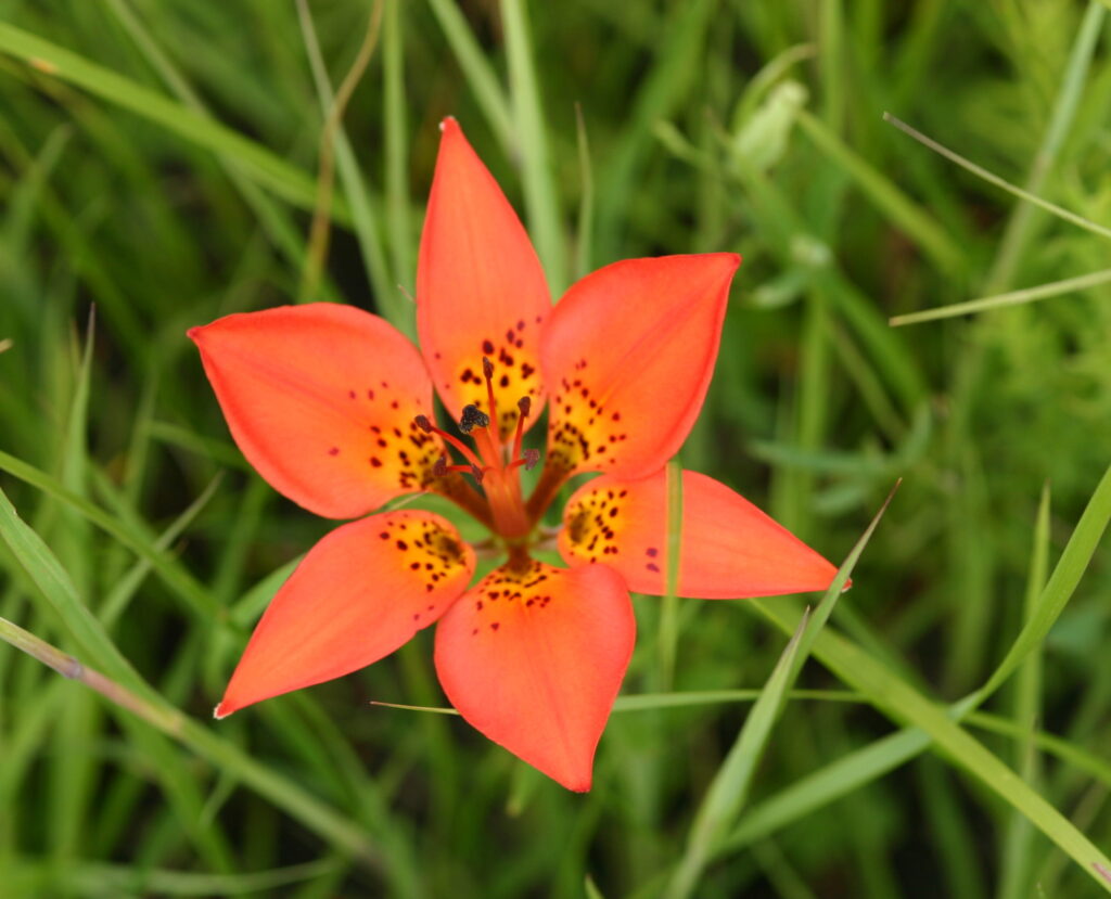 Photo looking down at a Western Red Lily in the grass. The Orange-red flower has six petals, with a pistil in the centre, surrounded by six small stamens.