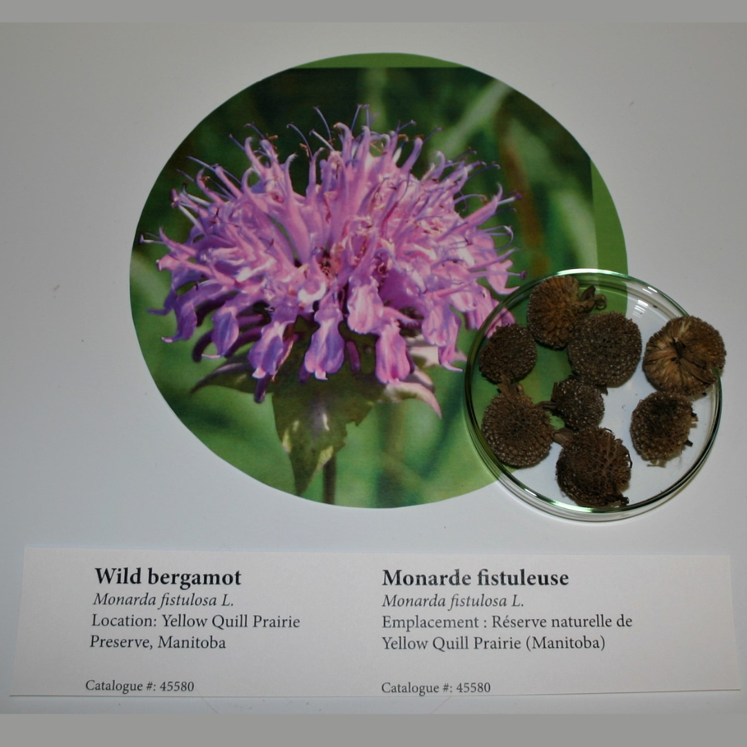 Shallow dish with several dried fruits and seeds are displayed next to a photograph of a purple flower. A label below reads, "Wild bergamot".