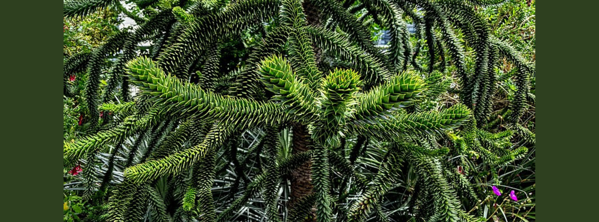 A close-up on several monkey puzzle tree branches covered in small green, spiky, stiff, leathery, glossy and triangular-shaped leaves.