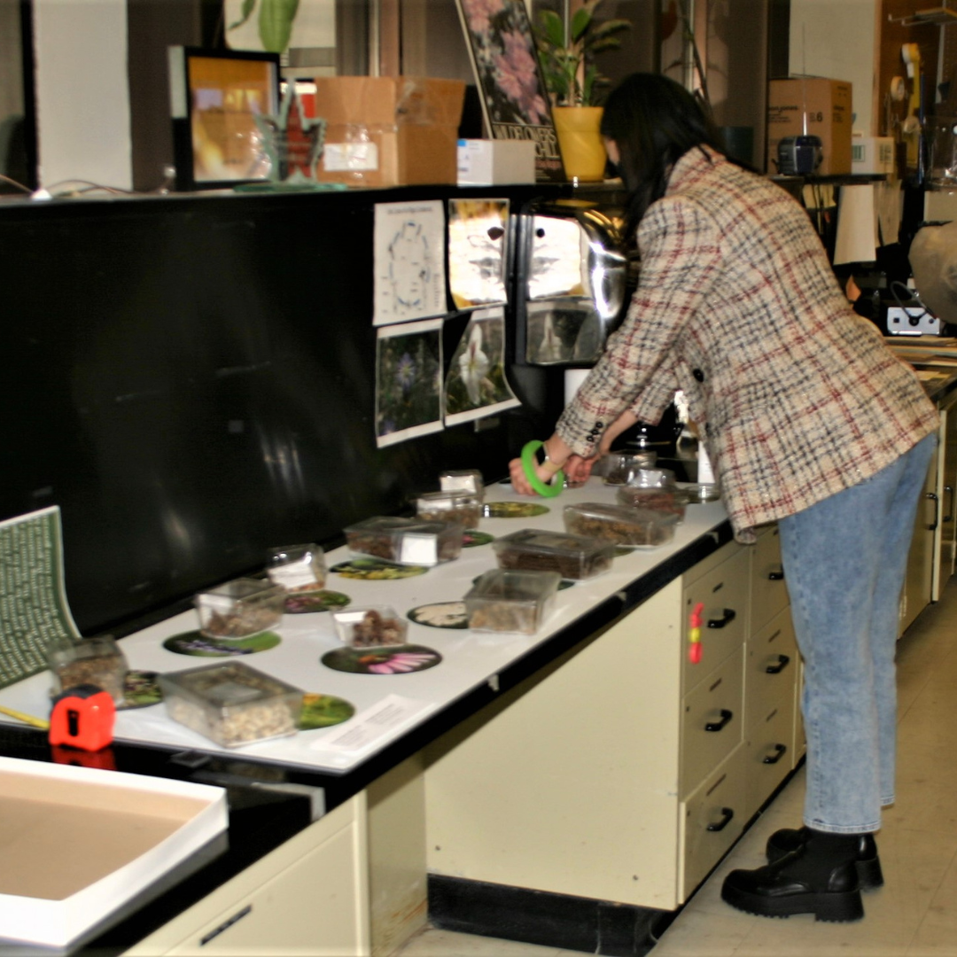 An individual leans over a work surface to adjust the placement of a series of photographs and displayed fruit and seed specimens.