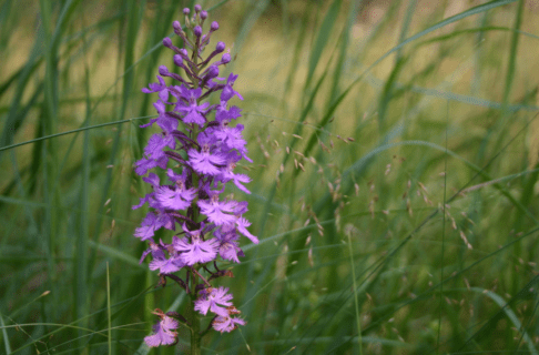 Tall purple flower growing among tall grasses.