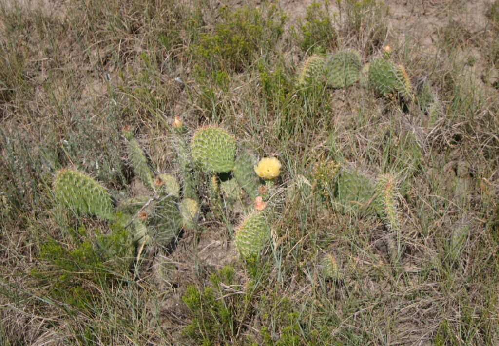 Pads of several low-growing Plains Prickly-pear Cactus growing among grass and brush. A yellow flower grows from one of the pads.