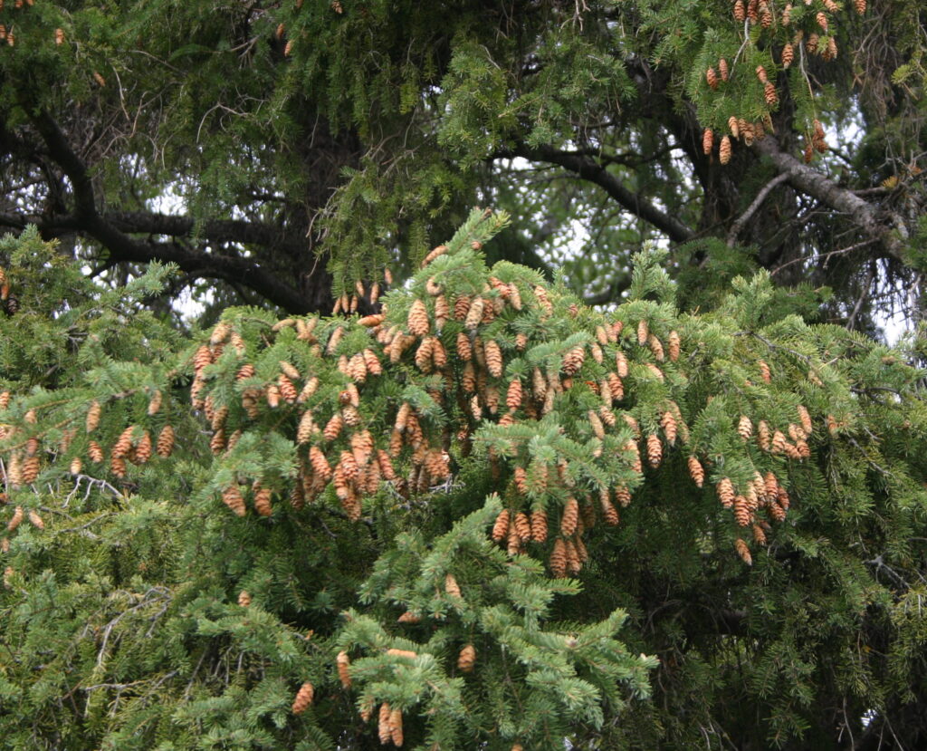 A mid-range photo of a White Spruce tree. The nearest branch has many brown cones on it.