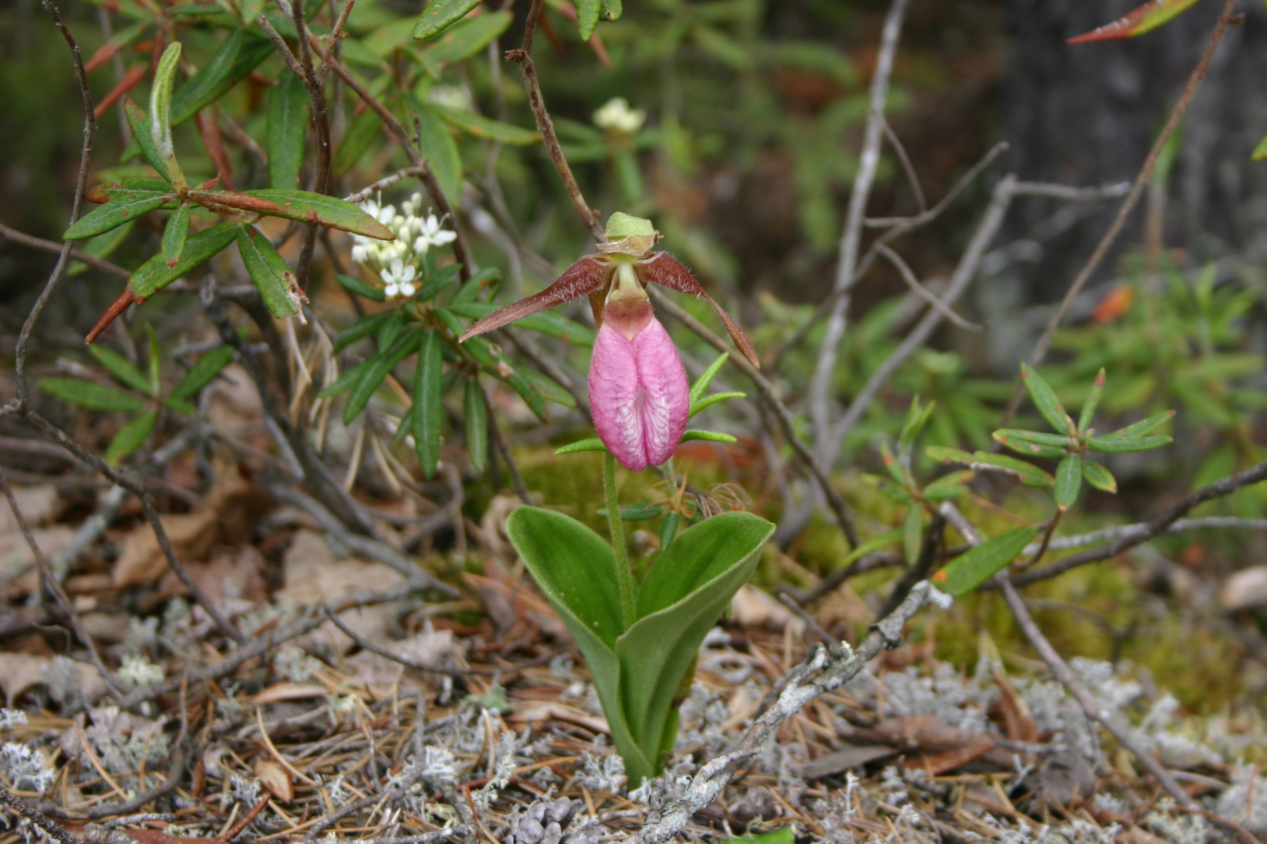 A small plant growing from a wooded ground. The plant is topped by a flower with large, drooping pink petals. Two large leaves encircle the stem at the base.